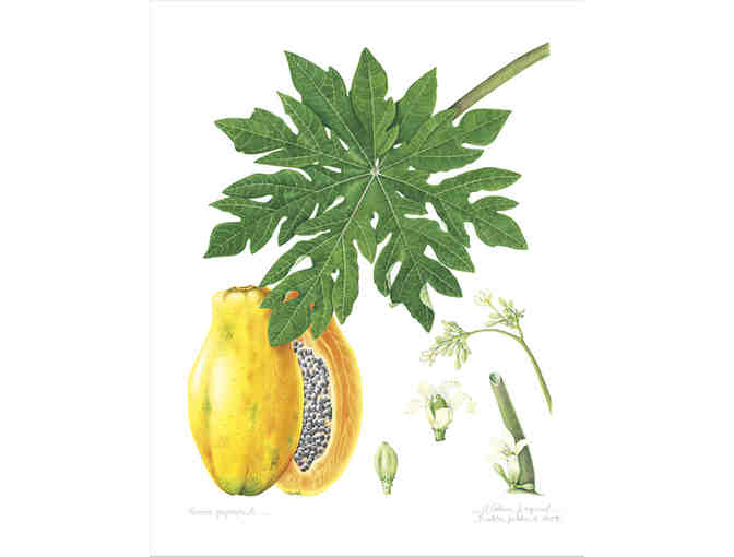 Carica Papaya (Zagonel)