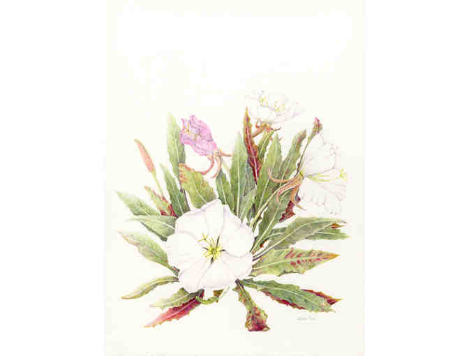 Oenothera caespitosa 'Tufted Evening Primrose' (Rice)