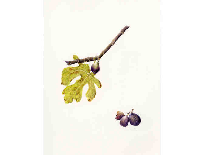 'Figs In Winter' (Rice)