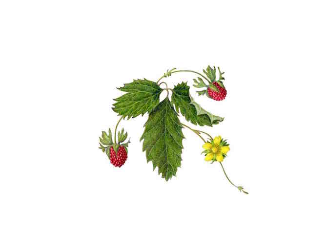 Duchesnea indica 'Mock Strawberry' (Scillia)