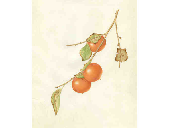 Diospyros virginiana 'American Persimmon' (Watters)