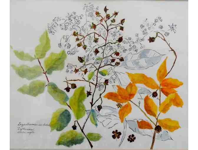 Crape Myrtle (McAteer)