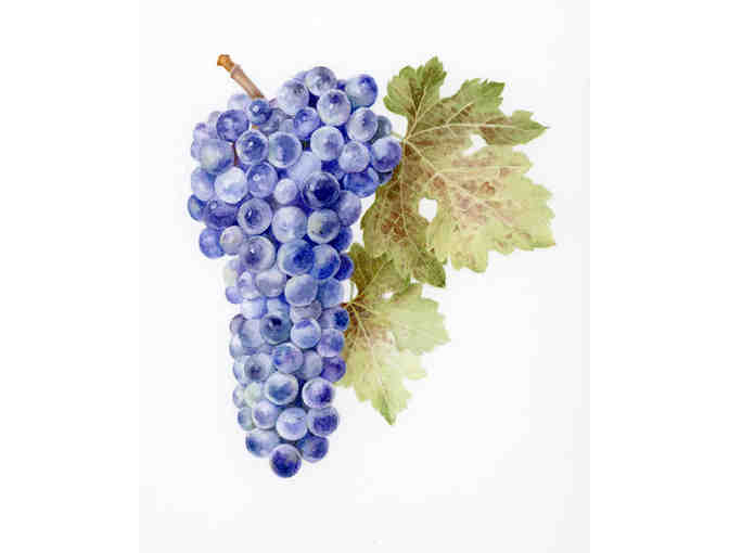 Cabernet Grapes (James)