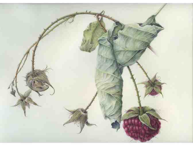 Raspberries Past Prime (Scanlon)