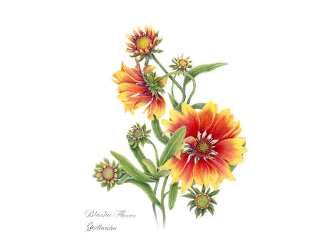 'Blanket Flower' (Klippert)
