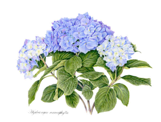 'Hydrangea' (Klippert)