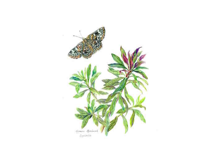 Euphorbia w/ Mormon Metalmark Butterfy  (Peyton)