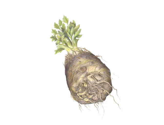 Celeriac Root, A. graveolens (Peyton)