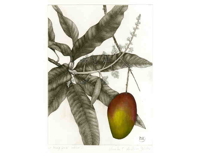 'Mango' (de Vries Gohlke)