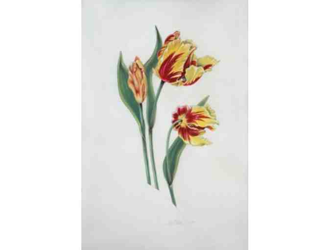 'Olympic Flame Tulips' (Feldman)