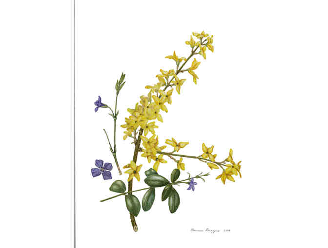 'Forsythia and Vinca' (Driggers)