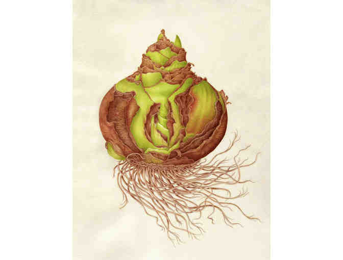 'Amaryllis Bulb' (DiCostanzo)