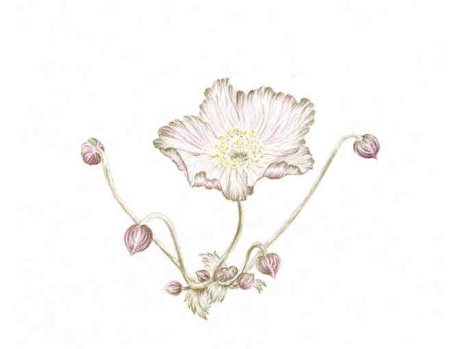 Anemone vitifolia (Whiteley)