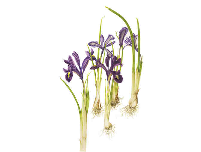 Iris reticulata,2010