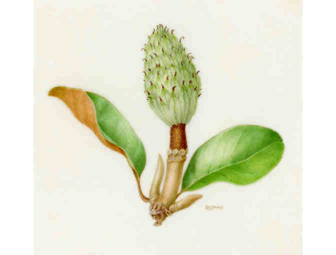 Magnolia Seed Pod