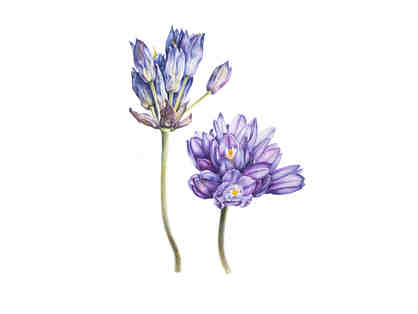 "Wild hyacinth (Dichelostemma capitatum)" by Olga Ryabtsova