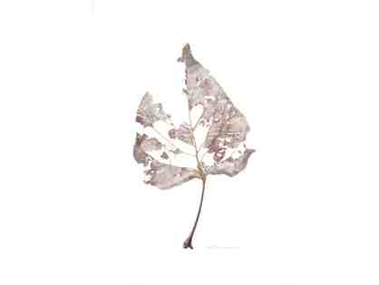 Popular Skelton Leaf by Kathryn Macdonald No. 2