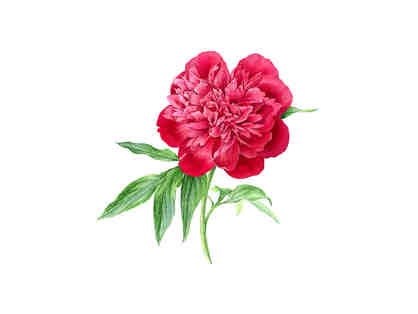 "Paeonia Red Charm " by Anna  Suprunenko
