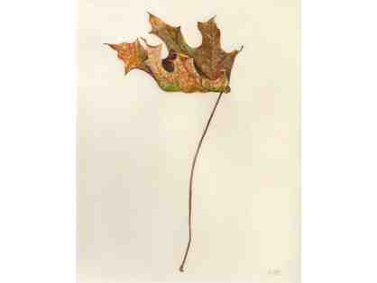 "Brachychiton acerifolious 'Flame Leaf'" by Jude Wiesenfeld