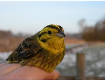 Granite and Boulder Birdbath