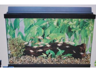 10-Gallon Aquarium
