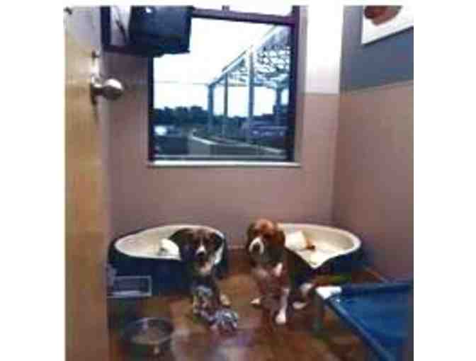 Pet Boarding (3 nights) & Spa Bath at Carriage Hills