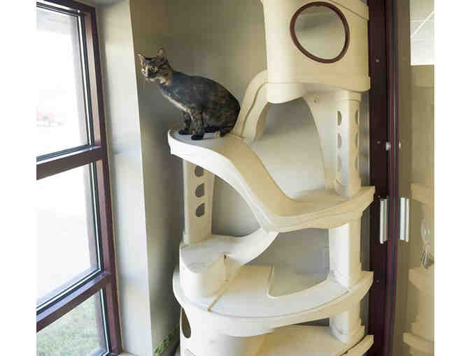 Pet Boarding (3 nights) & Spa Bath at Carriage Hills