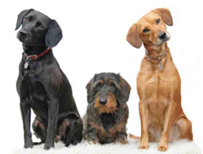 Animal Vaccination Package & Week of Doggy Day Care