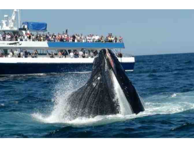 Whale of a Time - Whale Watch & Dinner at East Bay Grille
