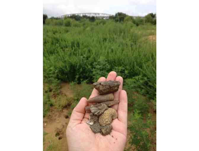 Guided Family Fossil Hunt at C&D Canal