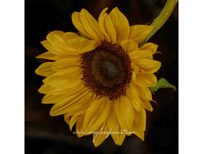 12' Limited Edition Fine Art Print by Award-Winning Artist Thomas Fallon - Your Choice!