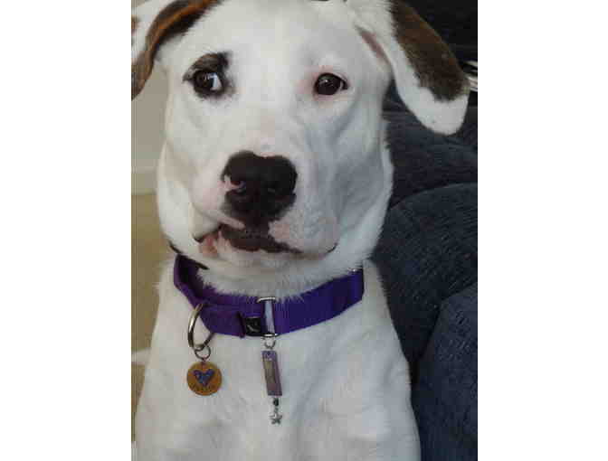 Handcrafted Dog Collar Charm