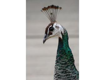 Four guest passes to the Austin Zoo and Animal Sanctuary