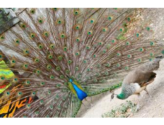 Four guest passes to the Austin Zoo and Animal Sanctuary