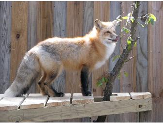 Four guest passes to the Austin Zoo and Animal Sanctuary