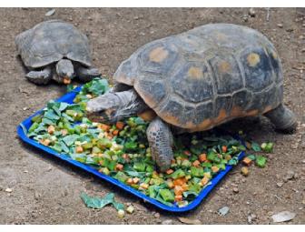 Four guest passes to the Austin Zoo and Animal Sanctuary