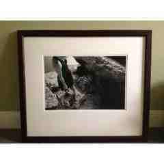 Kevin Greenblat Photographer