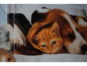 Bassets & Cat Package