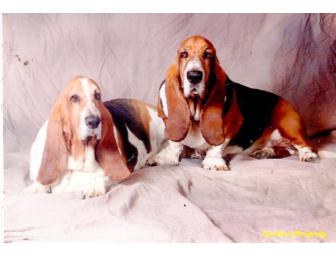 Pet Portraits by Beth Babos