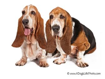 Pet Portraits by Beth Babos