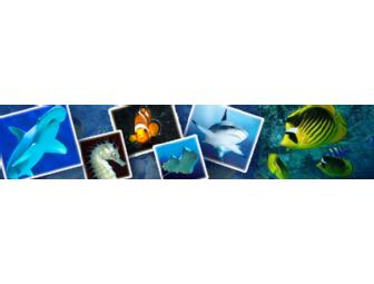 Arizona SEA LIFE Aquarium Tickets