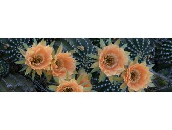 Desert Botanical Garden Family Admission Pass, Phoenix