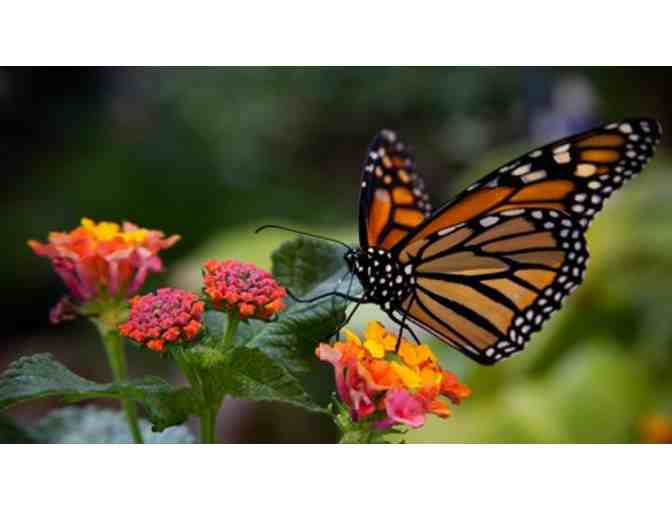 It's a Garden Affair