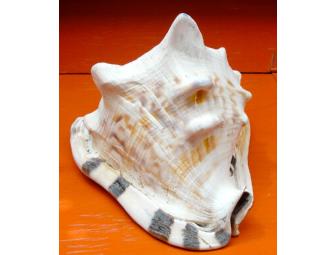 Conch Shell #1