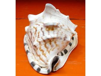 Conch Shell #2