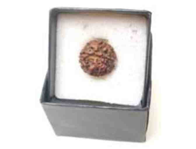 Rudraksha Bead from Babaji