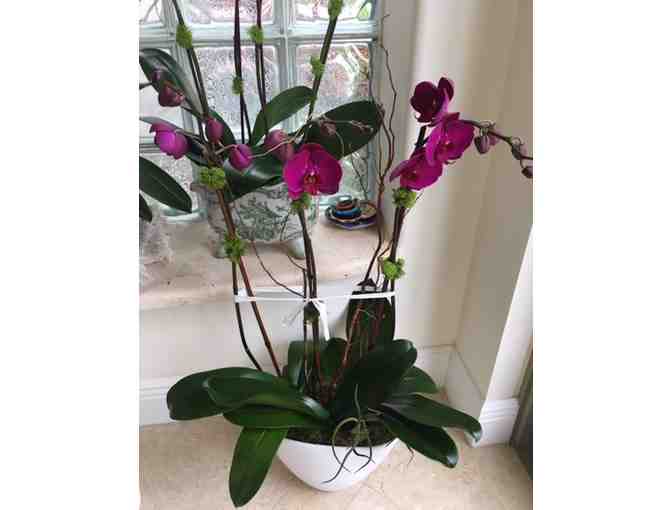 2 Orchid Arrangement with Delivery Near Jupiter, FL - Photo 1