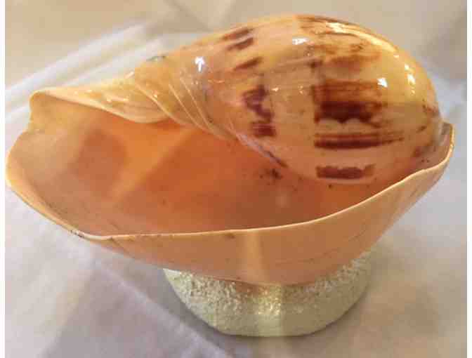 Handcrafted Unique Shell Dish