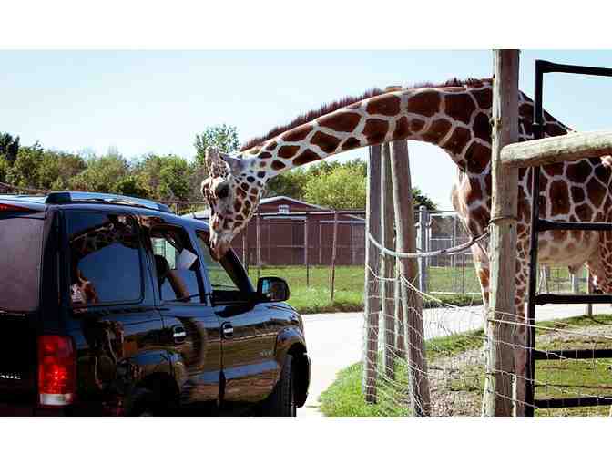 AFRICAN SAFARI WILDLIFE PARK - ONE (1) VIP CAR PASS FOR EIGHT PEOPLE - Photo 6