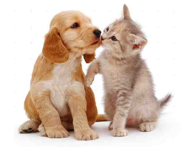 SPCA CINCINNATI - PET ADOPTION - DOG/PUPPY/CAT/KITTEN